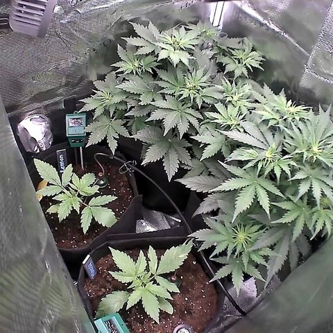 Auto Northern Lights growlog timeline photo