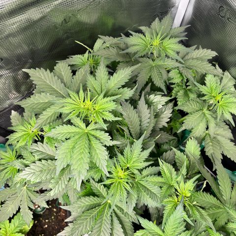 Auto Northern Lights growlog timeline photo