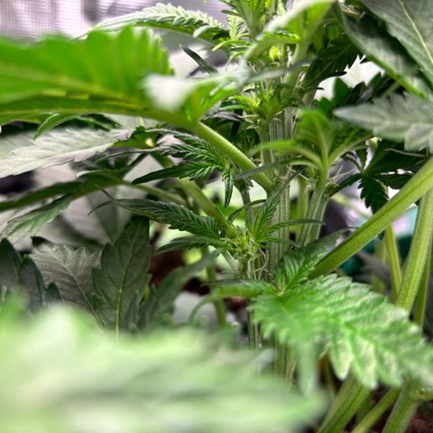 Auto Northern Lights growlog timeline photo