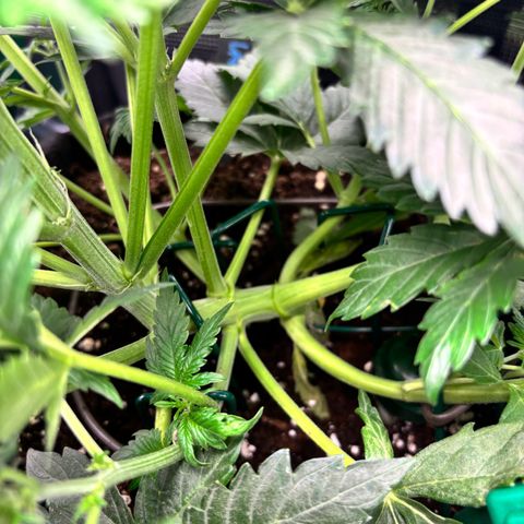 Auto Northern Lights growlog timeline photo