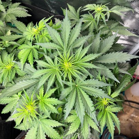 Royal Kush Automatic growlog timeline photo