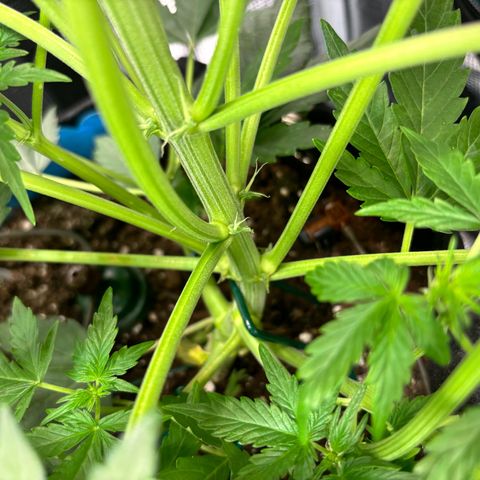Royal Kush Automatic growlog timeline photo