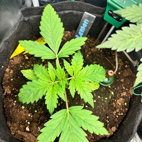 Lemon Wonder Automatic growlog timeline photo