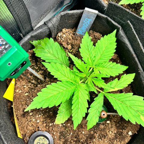 Mimosa Automatic growlog timeline photo
