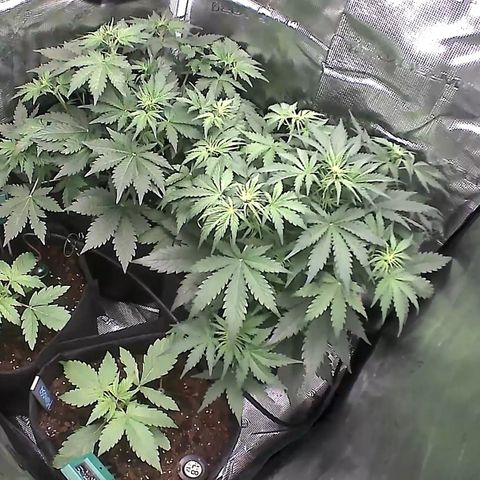 Auto Northern Lights growlog timeline photo