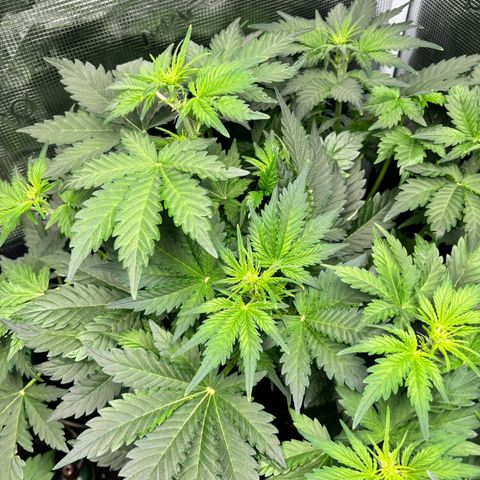 Auto Northern Lights growlog timeline photo