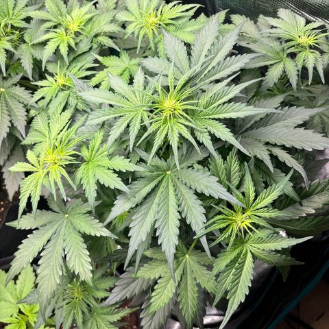Royal Kush Automatic growlog timeline photo