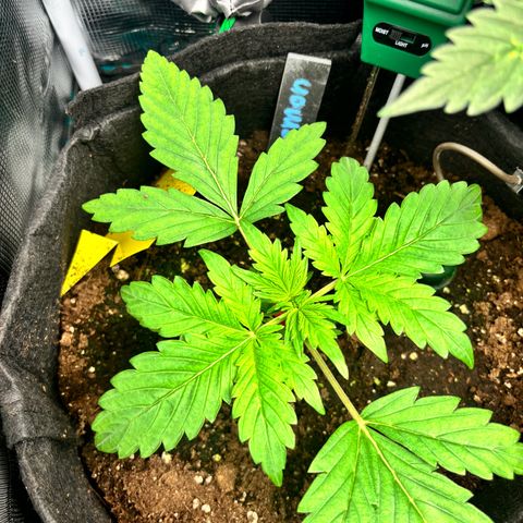 Lemon Wonder Automatic growlog timeline photo