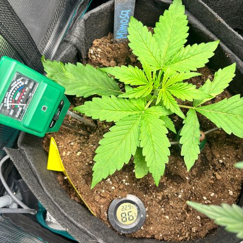 Mimosa Automatic growlog timeline photo