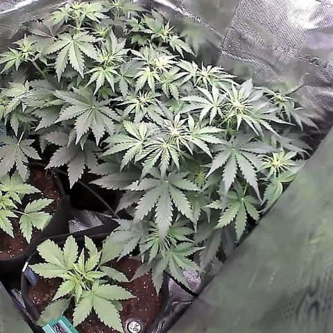 Auto Northern Lights growlog timeline photo