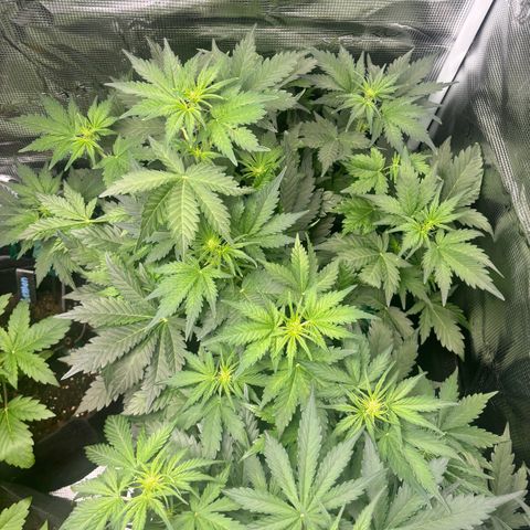 Auto Northern Lights growlog timeline photo