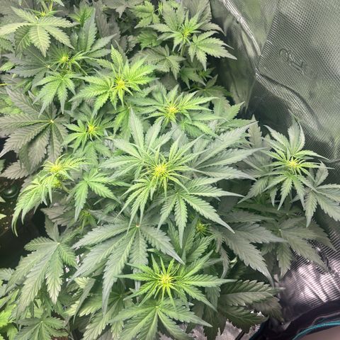 Royal Kush Automatic growlog timeline photo