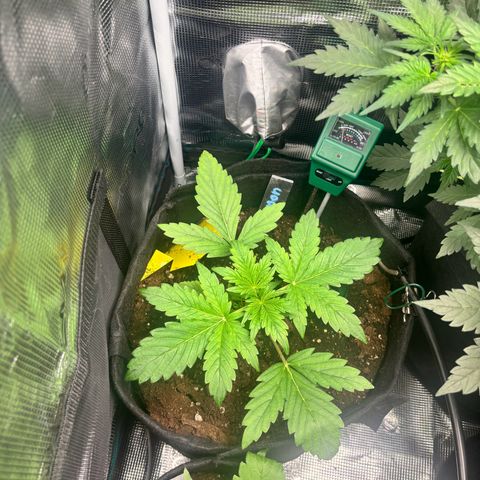 Lemon Wonder Automatic growlog timeline photo