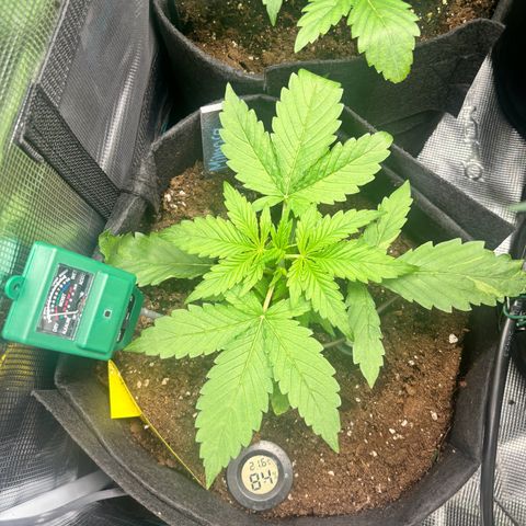 Mimosa Automatic growlog timeline photo