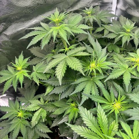 Auto Northern Lights growlog timeline photo