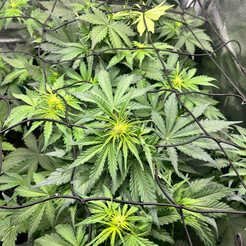 Auto Northern Lights growlog timeline photo