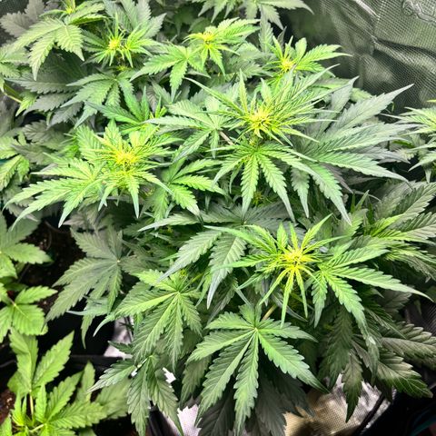 Royal Kush Automatic growlog timeline photo