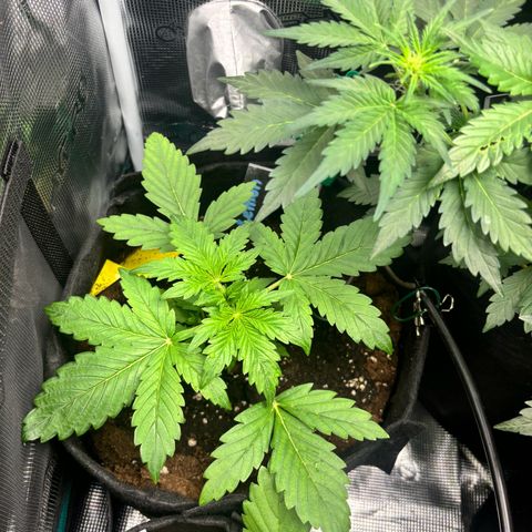 Lemon Wonder Automatic growlog timeline photo