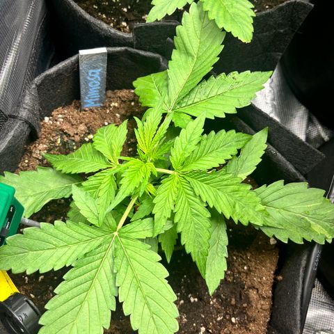 Mimosa Automatic growlog timeline photo