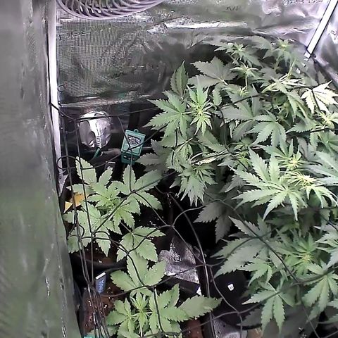 Auto Northern Lights growlog timeline photo