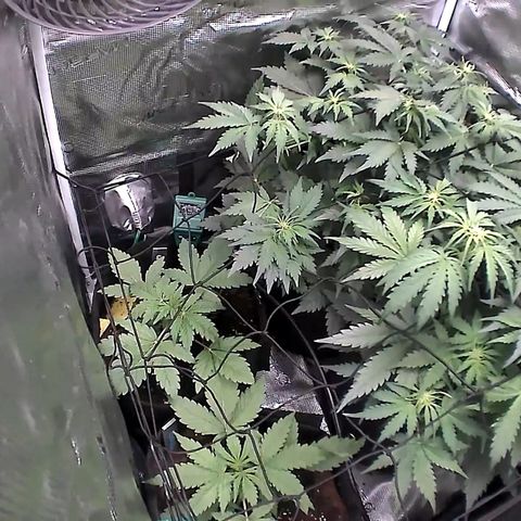 Auto Northern Lights growlog timeline photo