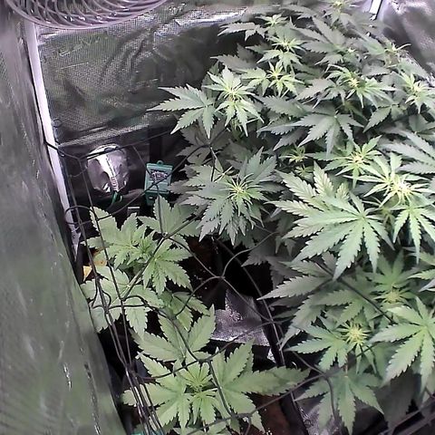 Auto Northern Lights growlog timeline photo