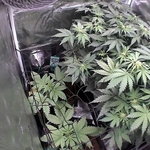 Auto Northern Lights growlog timeline photo