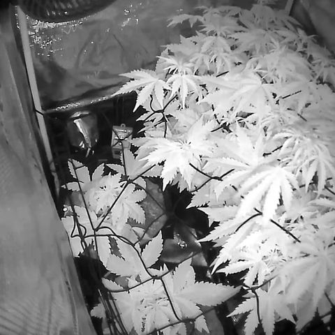 Auto Northern Lights growlog timeline photo