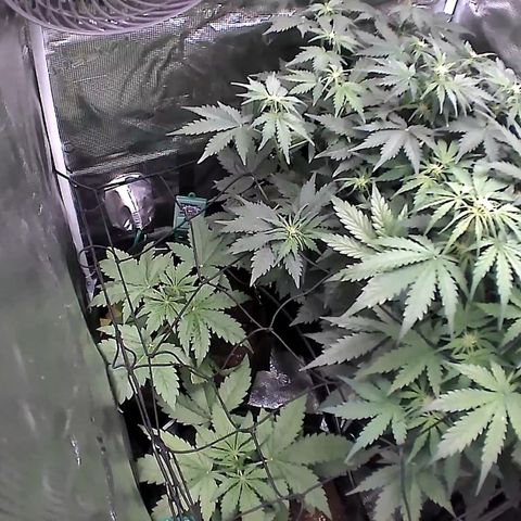 Auto Northern Lights growlog timeline photo