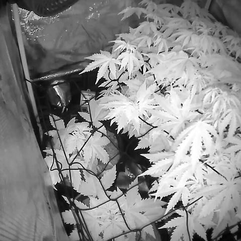 Auto Northern Lights growlog timeline photo