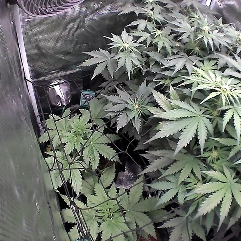 Auto Northern Lights growlog timeline photo