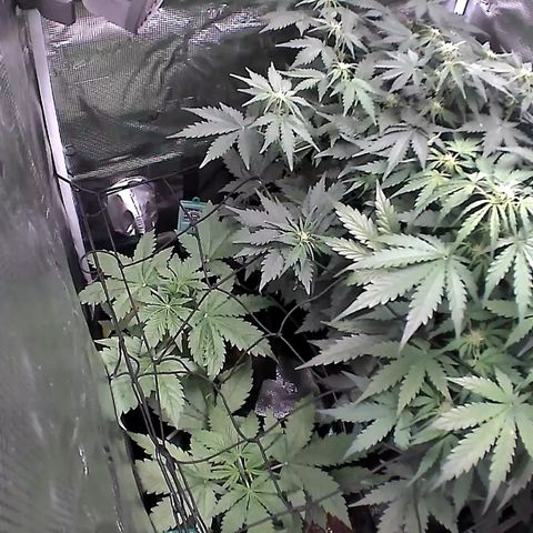 Auto Northern Lights growlog timeline photo