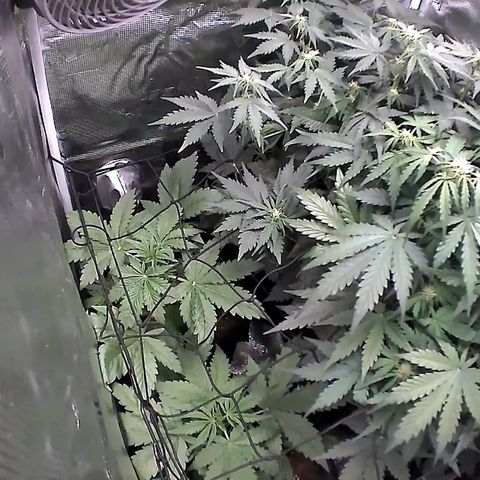 Auto Northern Lights growlog timeline photo