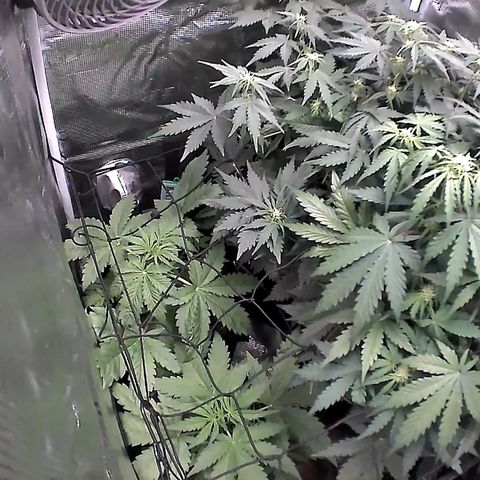 Auto Northern Lights growlog timeline photo