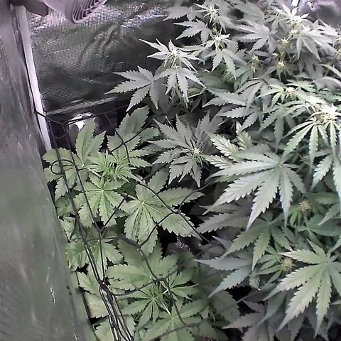 Auto Northern Lights growlog timeline photo