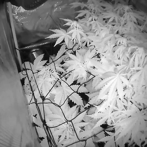 Auto Northern Lights growlog timeline photo