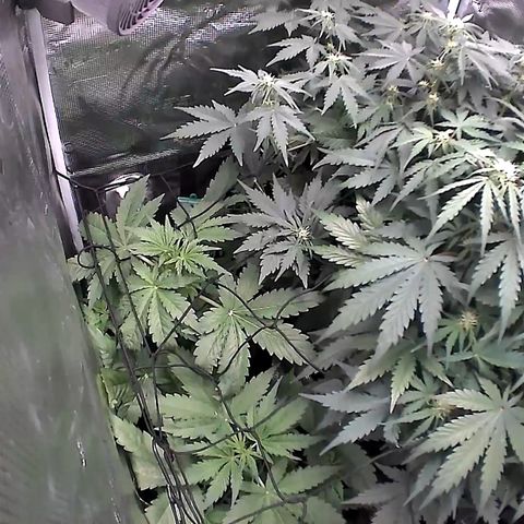 Auto Northern Lights growlog timeline photo
