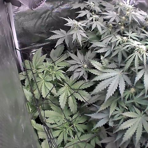 Auto Northern Lights growlog timeline photo