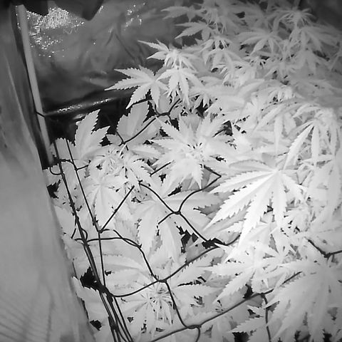Auto Northern Lights growlog timeline photo