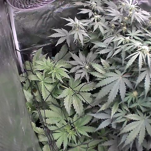 Auto Northern Lights growlog timeline photo