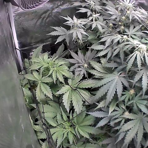 Auto Northern Lights growlog timeline photo