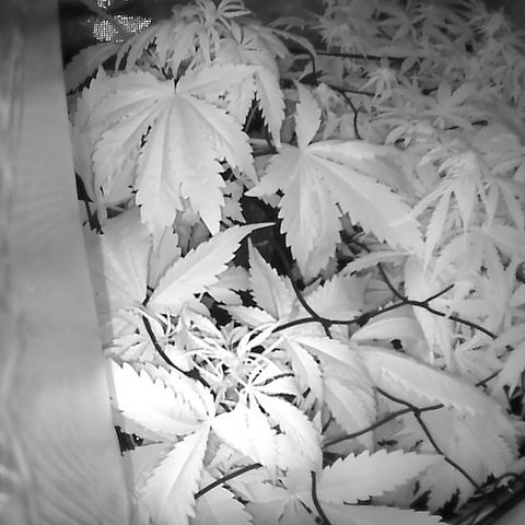 Auto Northern Lights growlog timeline photo