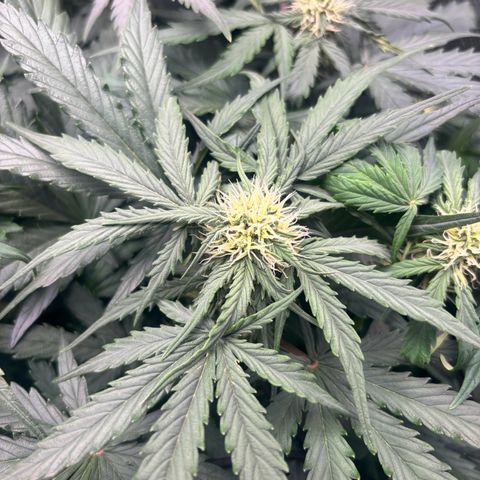 Royal Kush Automatic growlog timeline photo
