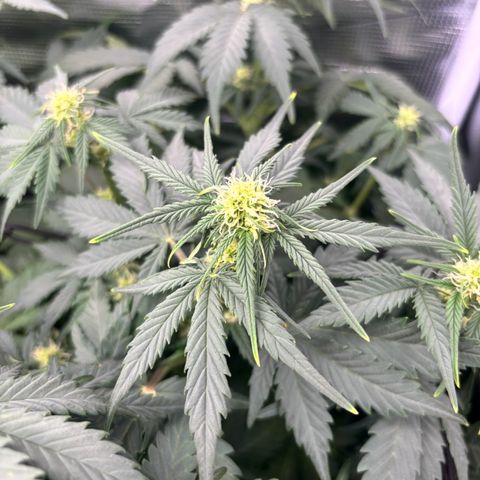Auto Northern Lights growlog timeline photo