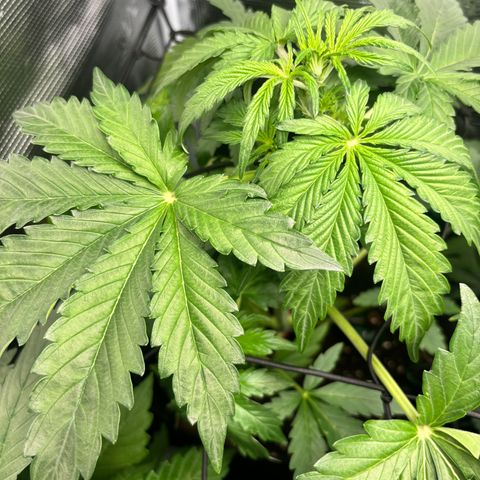 Lemon Wonder Automatic growlog timeline photo