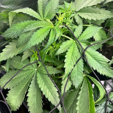 Mimosa Automatic growlog timeline photo