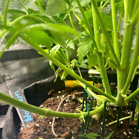 Auto Northern Lights growlog timeline photo