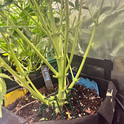 Royal Kush Automatic growlog timeline photo