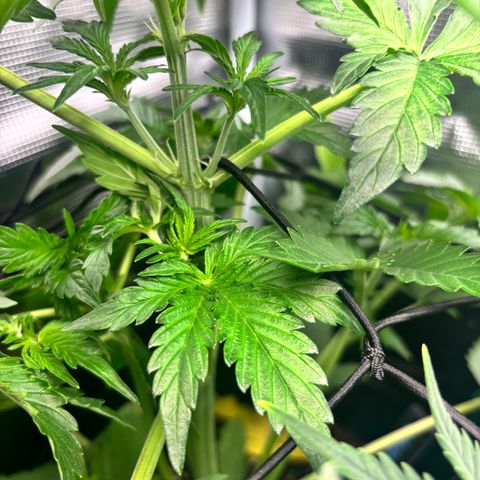 Lemon Wonder Automatic growlog timeline photo