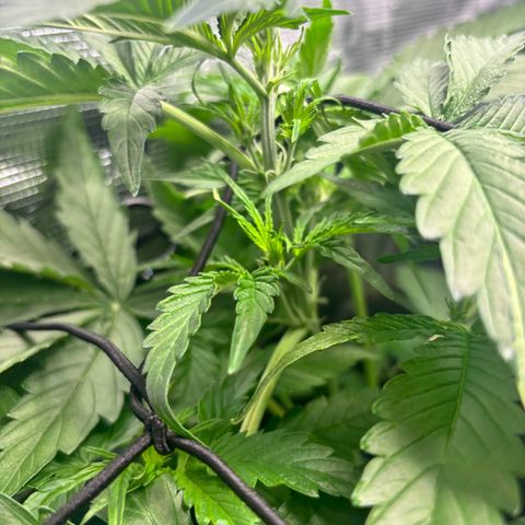 Mimosa Automatic growlog timeline photo